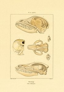 Skulls